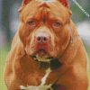 pit bull diamond painting