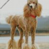 poodle dog diamond paintings
