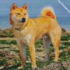shiba inu diamond paintings
