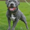 staffy diamond paintings