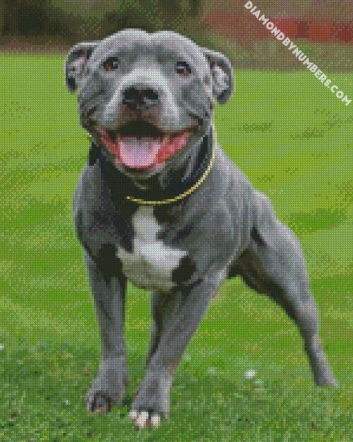 staffy diamond paintings