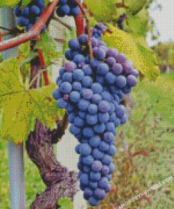 vineyard diamond paintings