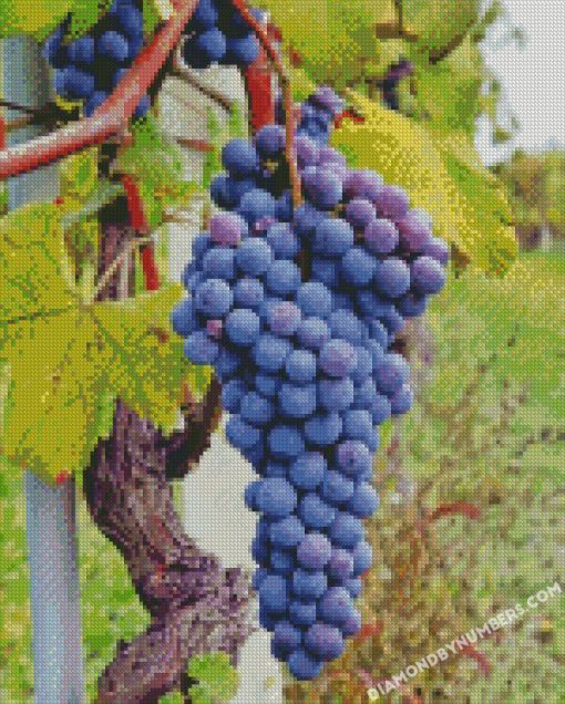 vineyard diamond paintings