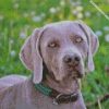 weimaraner close up diamond painting