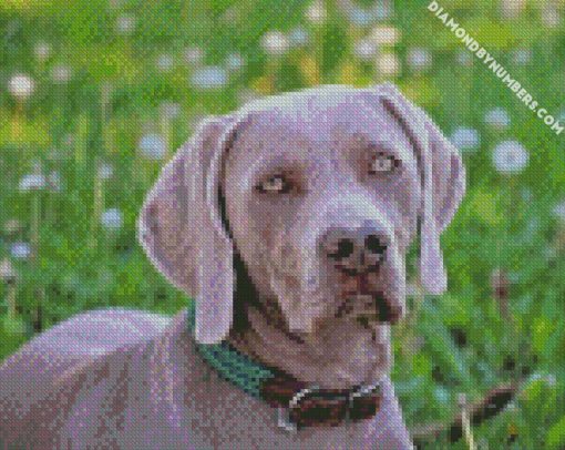 weimaraner close up diamond painting