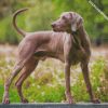 weimaraner diamond paintings