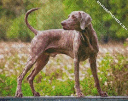 weimaraner diamond paintings