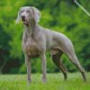 weimaraner dog diamond paintings