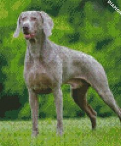 weimaraner dog diamond paintings