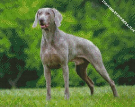 weimaraner dog diamond paintings