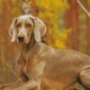 weimaraner pet diamond paintings