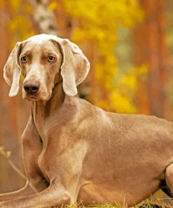 Weimaraner Pet Paint by numbers