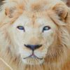 white lion with blue eyes diamond painting