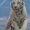 white tiger diamond paintings