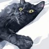 Black Cat In Snow Paint by numbers