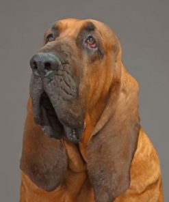 Bloodhound - 5D Diamond Painting