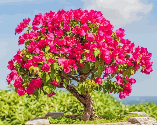 Bougainvillea Bonsai paint by number