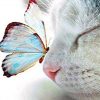 Cat And Butterfly Paint by numbers