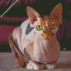aesthetic sphynx cat diamond painting