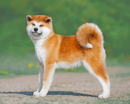 Akita Puppy Paint by number