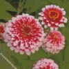 dragon zinnias diamond painting