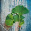ginkgo leaves diamond paintings