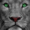 Lion With Green Eyes paint by numbers