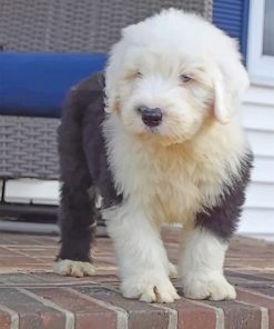 Old English Sheepdog - 5D Diamond Painting