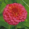 pink zinnias diamond paintings