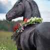 Arabian Horse With Flowers Paint by numbers