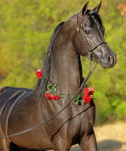 Arabian Horse paint by numbers