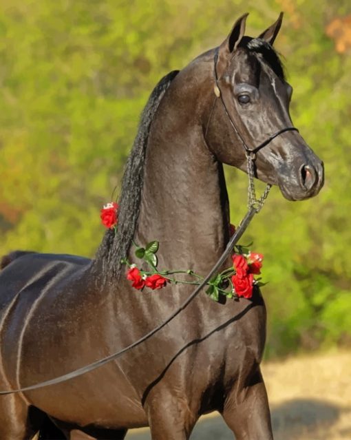 Arabian Horse paint by numbers