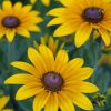 Black Eyed Susan Paint by numbers