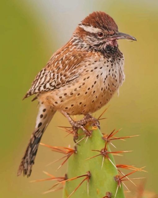 Cactus Wren Desert Bird Piant by numbers