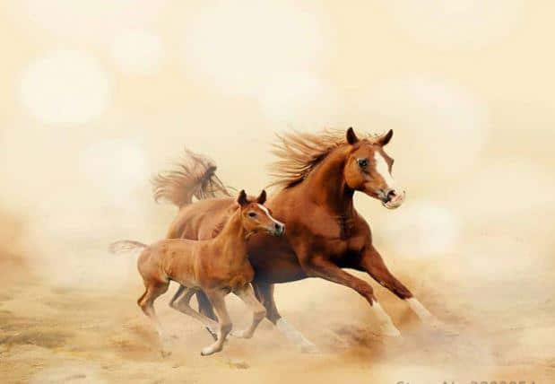 Capture_cb7f5df2-ffe9-4064-83c5-f7d5b38bef0c-1 Baby Horse And His Mom Paint by numbers