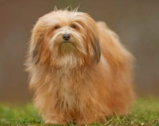 Havanese Dog paint by numbers