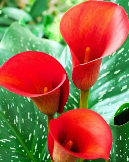 Aesthetic Arum Lilies paint by numbers