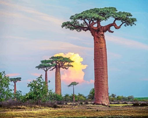 Baobab Trees Paint by numberrs