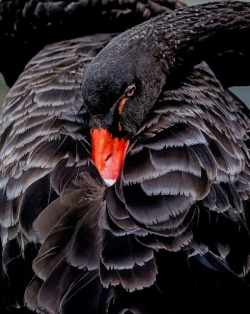 Black Swan paint by numbers