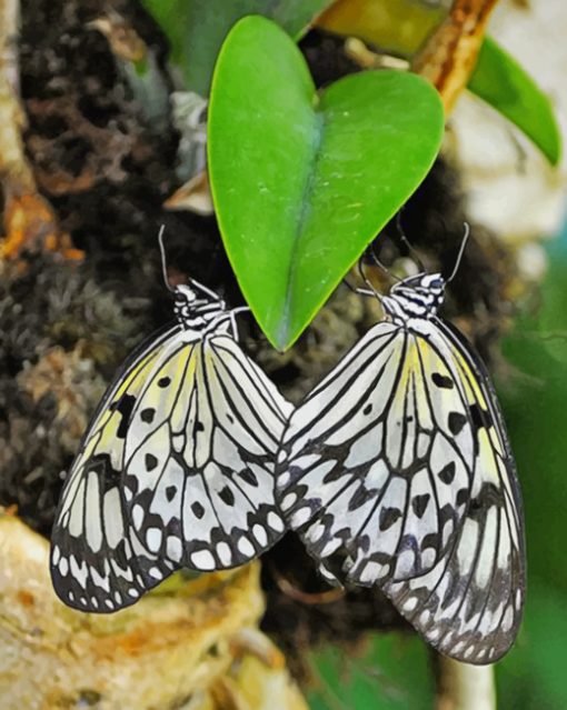 Butterflies Heart paint by numbers
