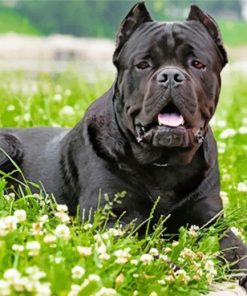 Cane Corso paint by numbers