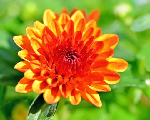 Chrysanthemum Orange Flower paint by numbers