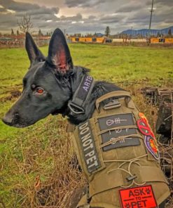 Cool Black German Shepherd