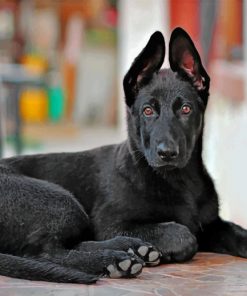 Cute Black German Shepherd paint by number