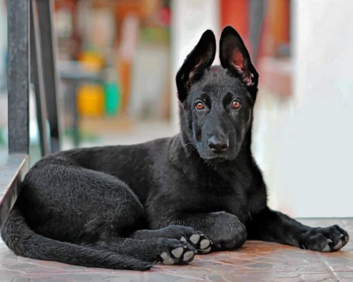 Cute Black German Shepherd paint by number