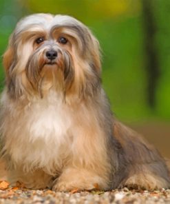 Cute Havanese Dog paint by numbers