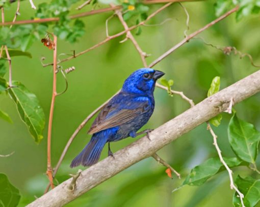 Deep Blue Bird paint by numbers