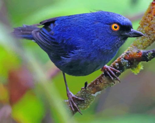 Deep Blue Bird Paint by numbers