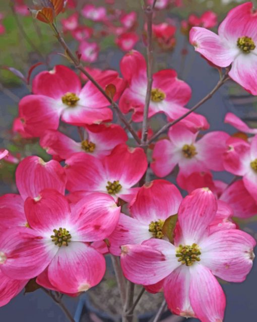 Dogwood Flowers Tree Paint by numbers