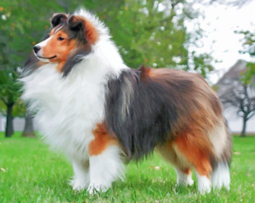 Fluffy Sheltie paint by numbers